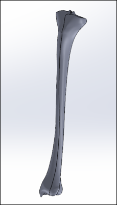 Tibia modeli